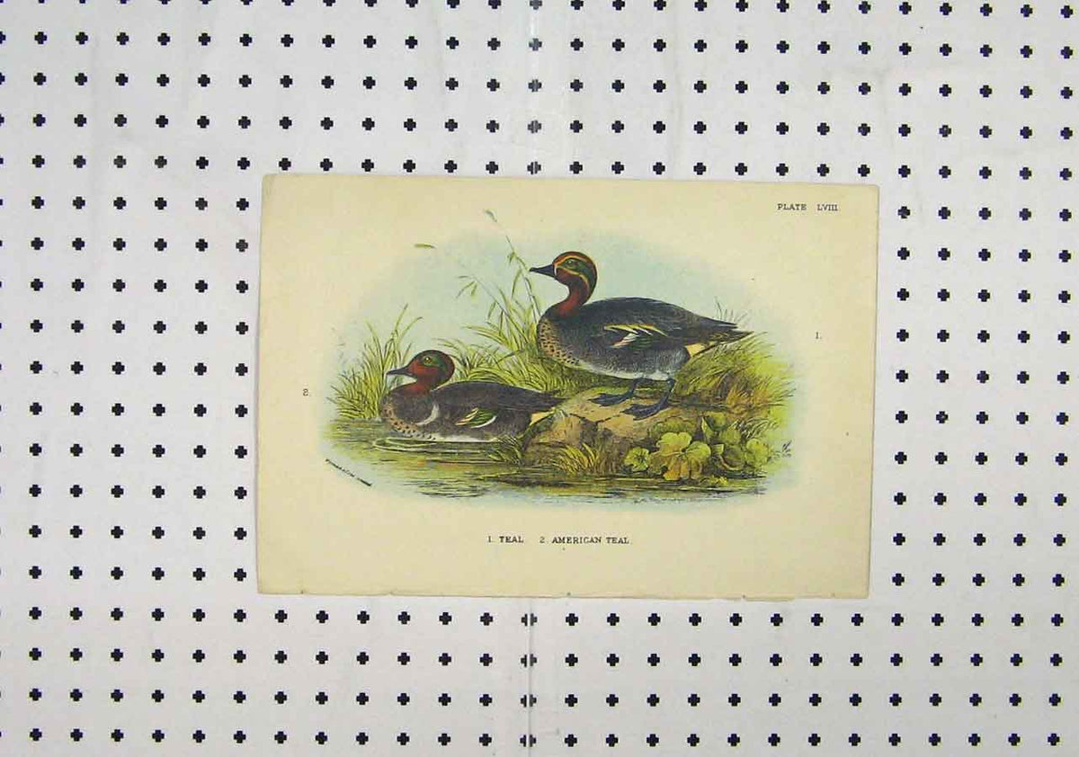 Original Old Antique Print C1850 Colour Ducks River American Teal Animals 19th