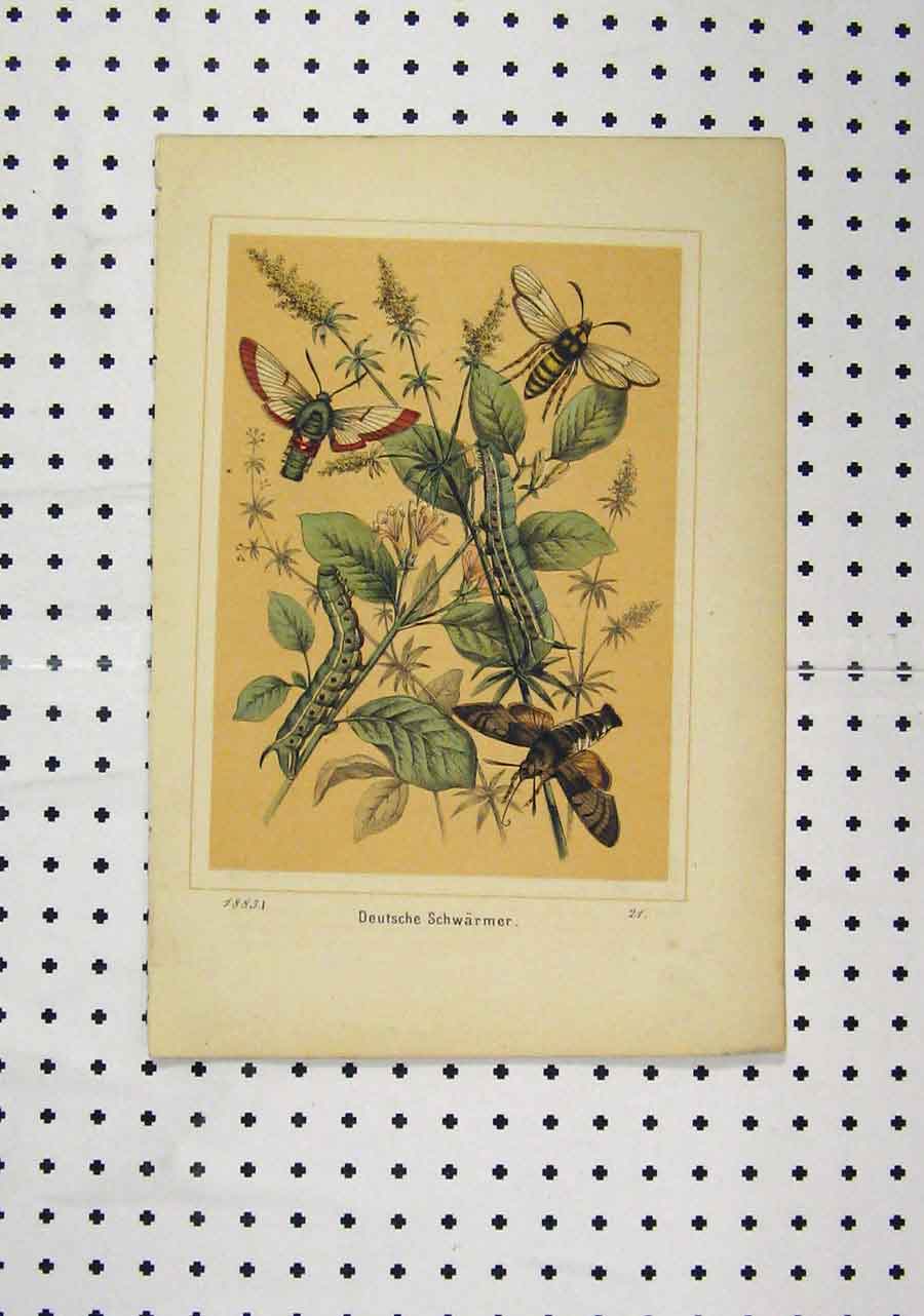 Original Old Antique Print C1850 Deutsche Schwarmer Colour Insects Plants 19th