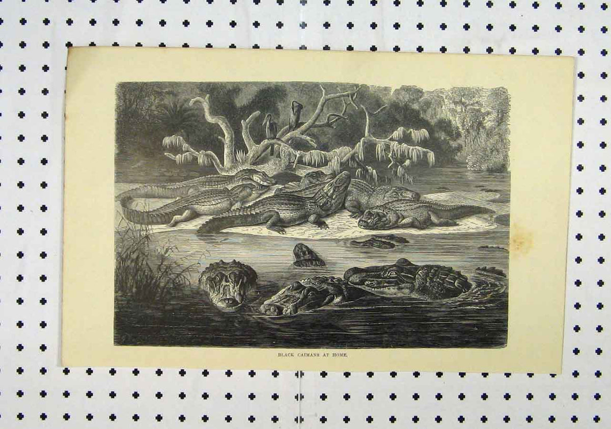 Original Old Antique Print C1850 Black Caimans River Crocodiles Birds Victorian