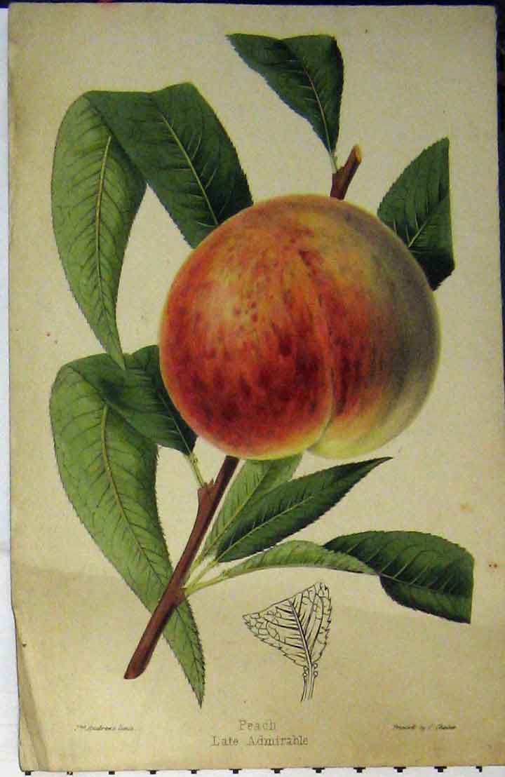 Original Old Antique Print C1880 Colour Late Admiral Peach Fruit Green Leave