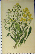 Original Old Antique Print Colour C1880 GPleasure Sweet Alyssum Flowers 19th