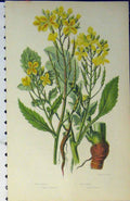Old Antique Print C1880 Colour Wild Radish Sea Yellow Flower Vegetables 19th