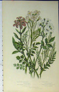 Original Old Antique Print Colour C1880 Bitter-Cress Cuckoo Flower Cress 19th