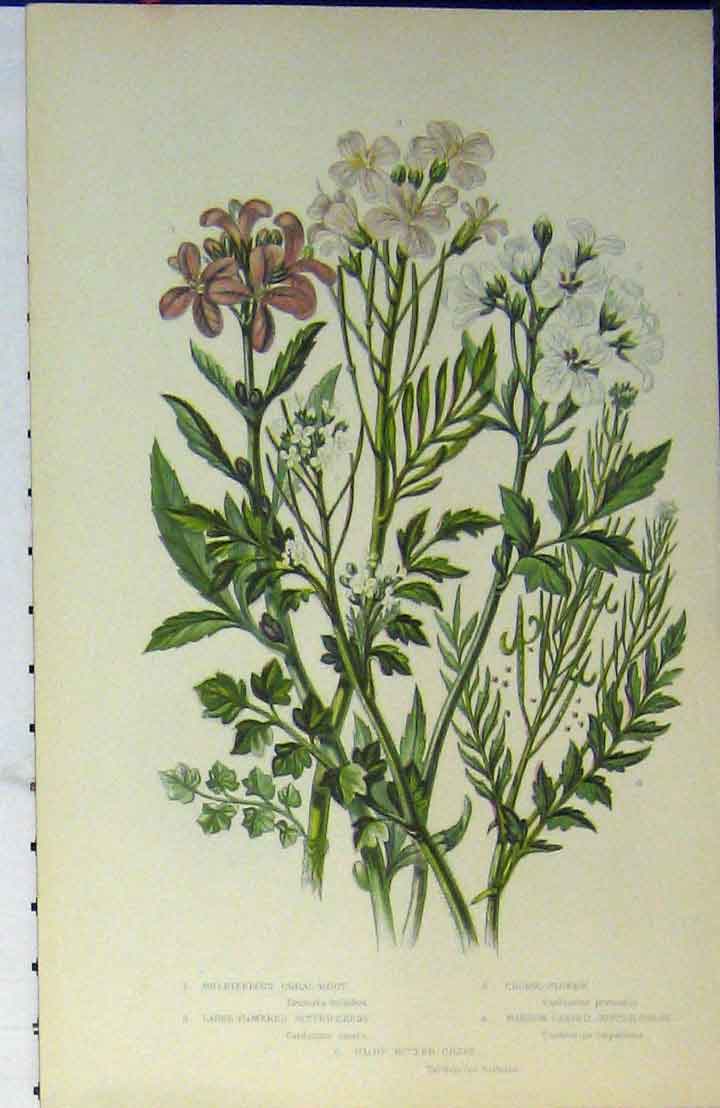 Original Old Antique Print Colour C1880 Bitter-Cress Cuckoo Flower Cress 19th