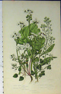 Original Old Antique Print C1880 Colour Common Scurvy Grass Flower Plants 19th