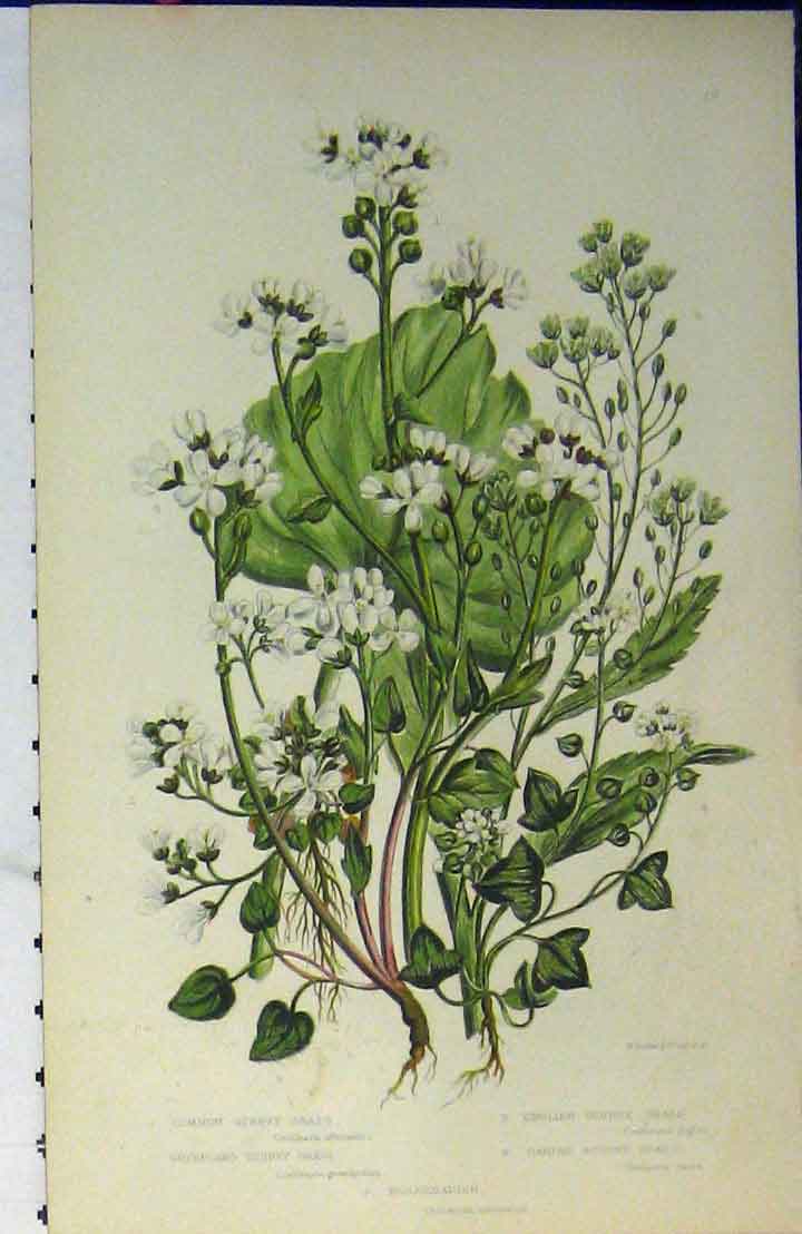 Original Old Antique Print C1880 Colour Common Scurvy Grass Flower Plants 19th