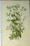 Original Old Antique Print C1880 Colour Chickweed Hairy Alpine Flower Plant