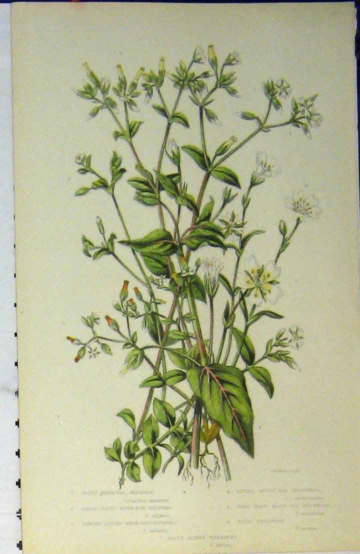 Original Old Antique Print C1880 Colour Chickweed Hairy Alpine Flower Plant