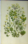 Original Old Antique Print C1880 Colour Flowers Mossy Saxifrage Geranium 19th