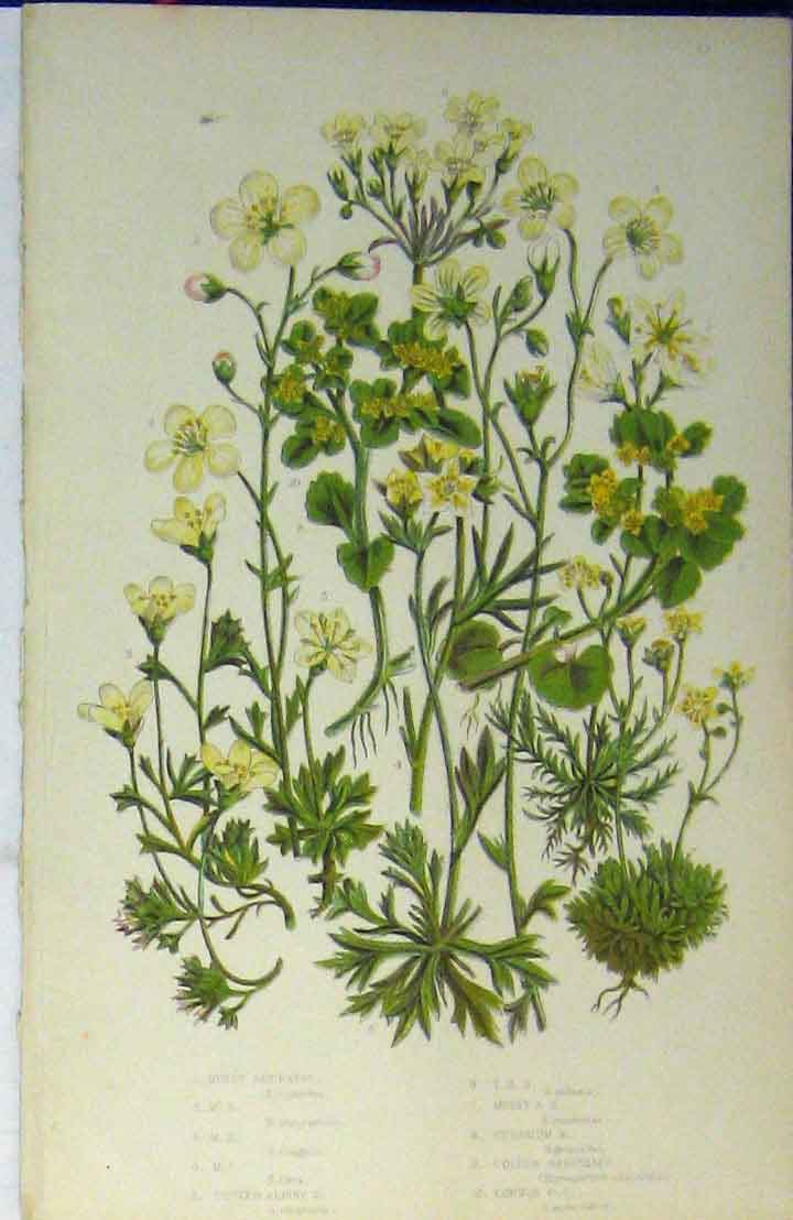 Original Old Antique Print C1880 Colour Flowers Mossy Saxifrage Geranium 19th