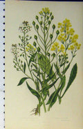 Original Old Antique Print C1880 GPleasure Sweet Alyssum Plants Flowers Colour