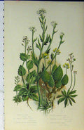Original Old Antique Print C1880 Colour Awl-Wort Whitlow Grass Plants Green