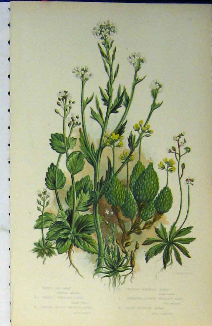 Original Old Antique Print C1880 Colour Awl-Wort Whitlow Grass Plants Green