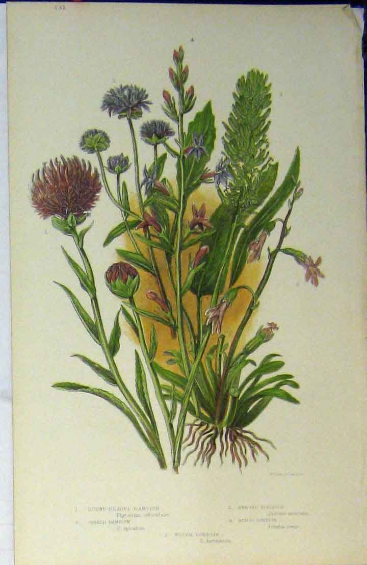 Original Old Antique Print C1880 Clour Rampion Lobelia Flower Plant Scabious