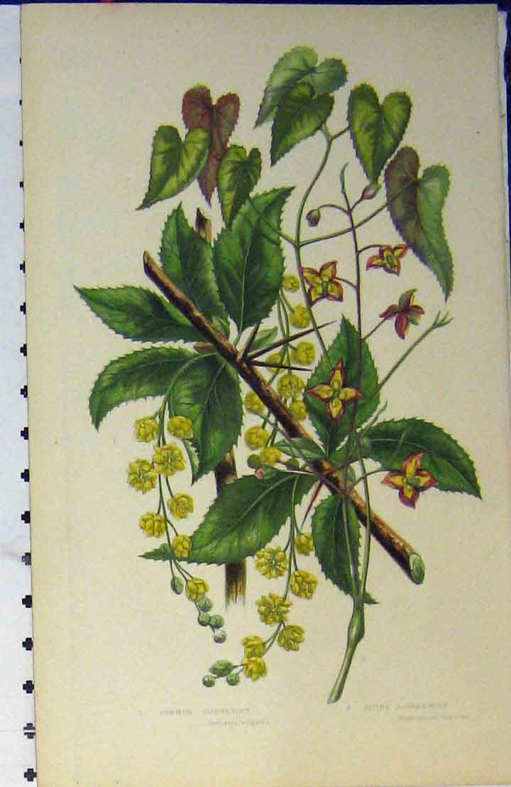 Original Old Antique Print Common Barberry Alpine Barrenwort Colour C1880 19th