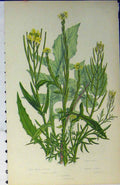 Original Old Antique Print C1880 Colour Plants Hedge Mustard Rocket Leaves 19th