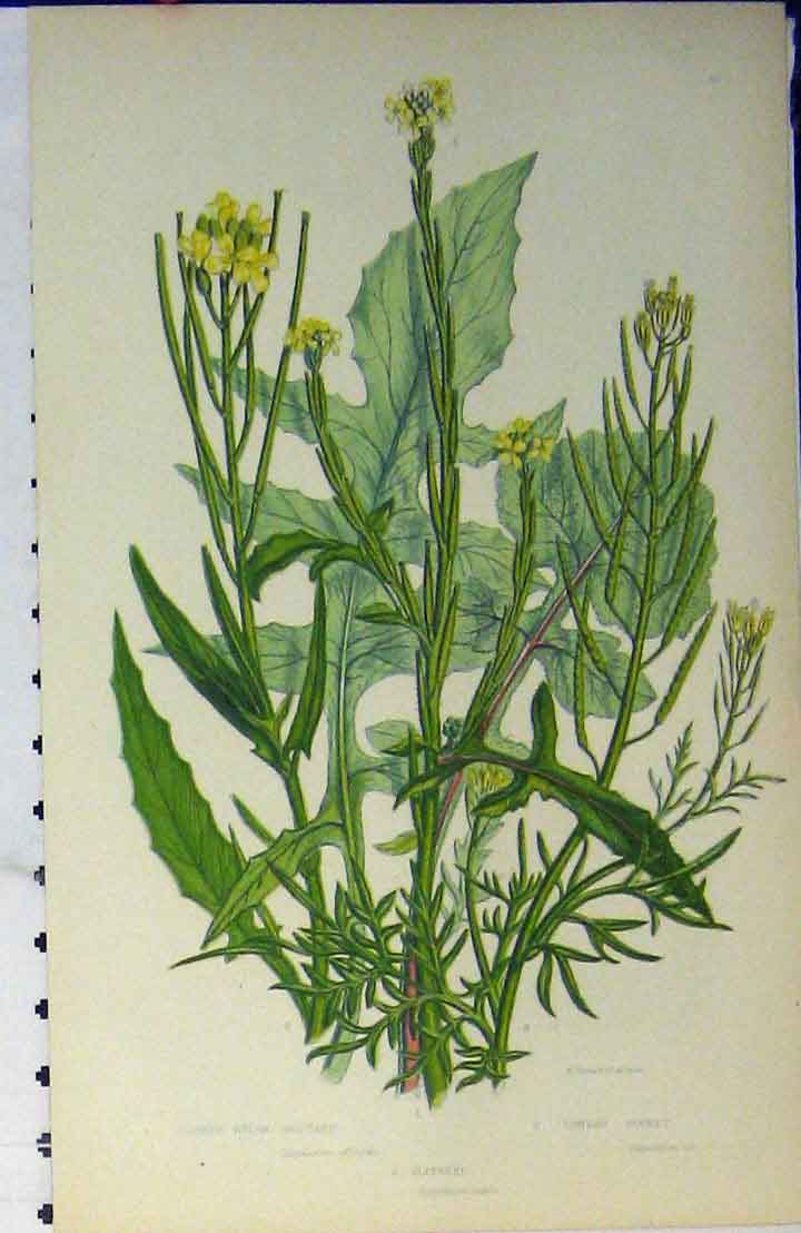 Original Old Antique Print C1880 Colour Plants Hedge Mustard Rocket Leaves 19th