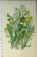 Original Old Antique Print C1880 Colour Flowers Common Water Cress Yellow 19th