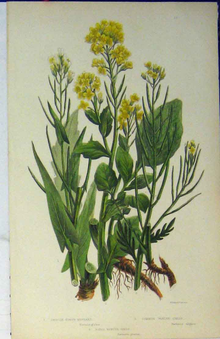 Original Old Antique Print C1880 Colour Flowers Tower Mustard Winter Cress 19th