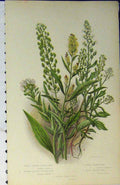 Original Old Antique Print C1880 Colour Plants Pepper-Wort Hairy Field Broad