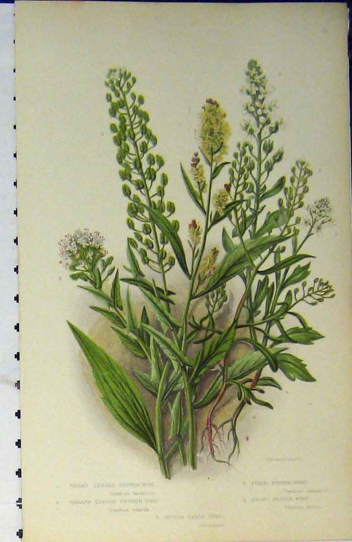 Original Old Antique Print C1880 Colour Plants Pepper-Wort Hairy Field Broad