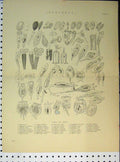 Original Old Antique Print C1890 Infusoria Genera Species Antiqe Colorus 19th