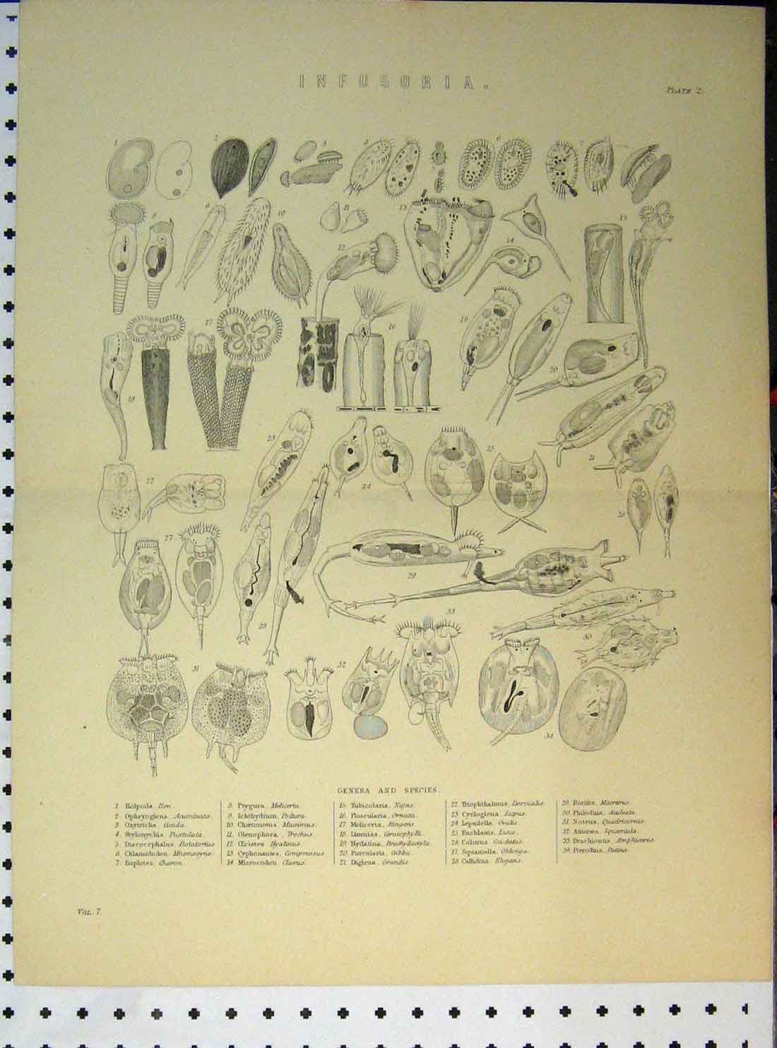 Original Old Antique Print C1890 Infusoria Genera Species Antiqe Colorus 19th