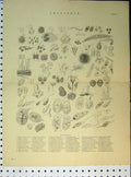 Original Old Antique Print C1890 Infusoria Genera Species Organisms Victorian