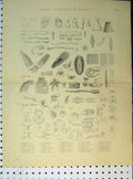 Original Old Antique Print C1890 Organs Motion Animals Distoma Glycera Scirius