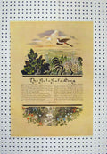 Original Old Antique Print C1880 Colour Bul-Bul'S Song Lyrics Bird Flowers 19th