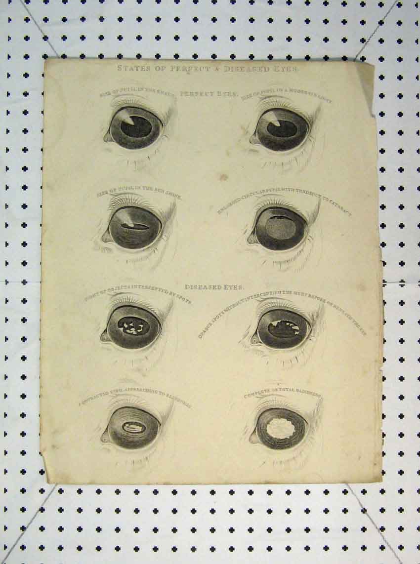 Original Old Antique Print 1816 States Perfect Diseased Eyes Horse Pupil 19th