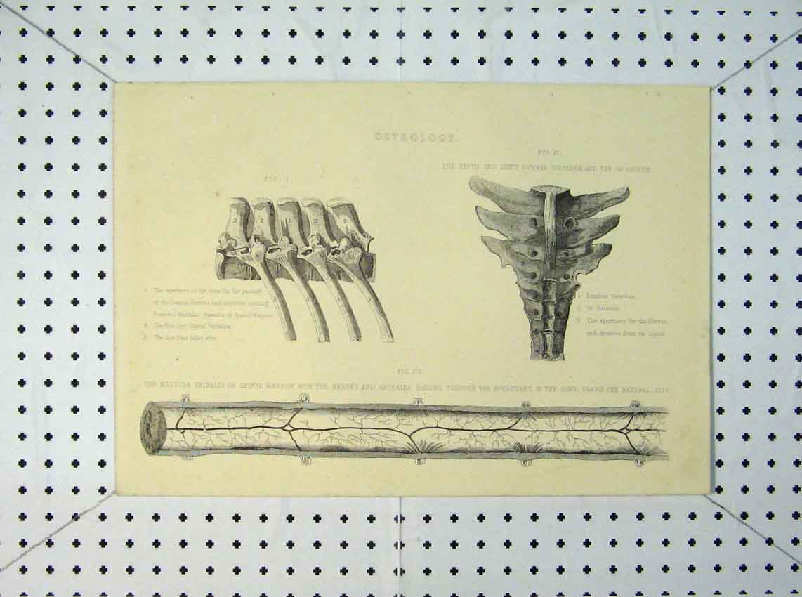 Old Antique Print Horse Osteology 1816 Lumbar Vertebrae Sacrum Arteries 19th