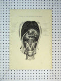 Original Old Antique Print 1816 Viscera Abdomen Horse Kidneys Liver Diaphragm