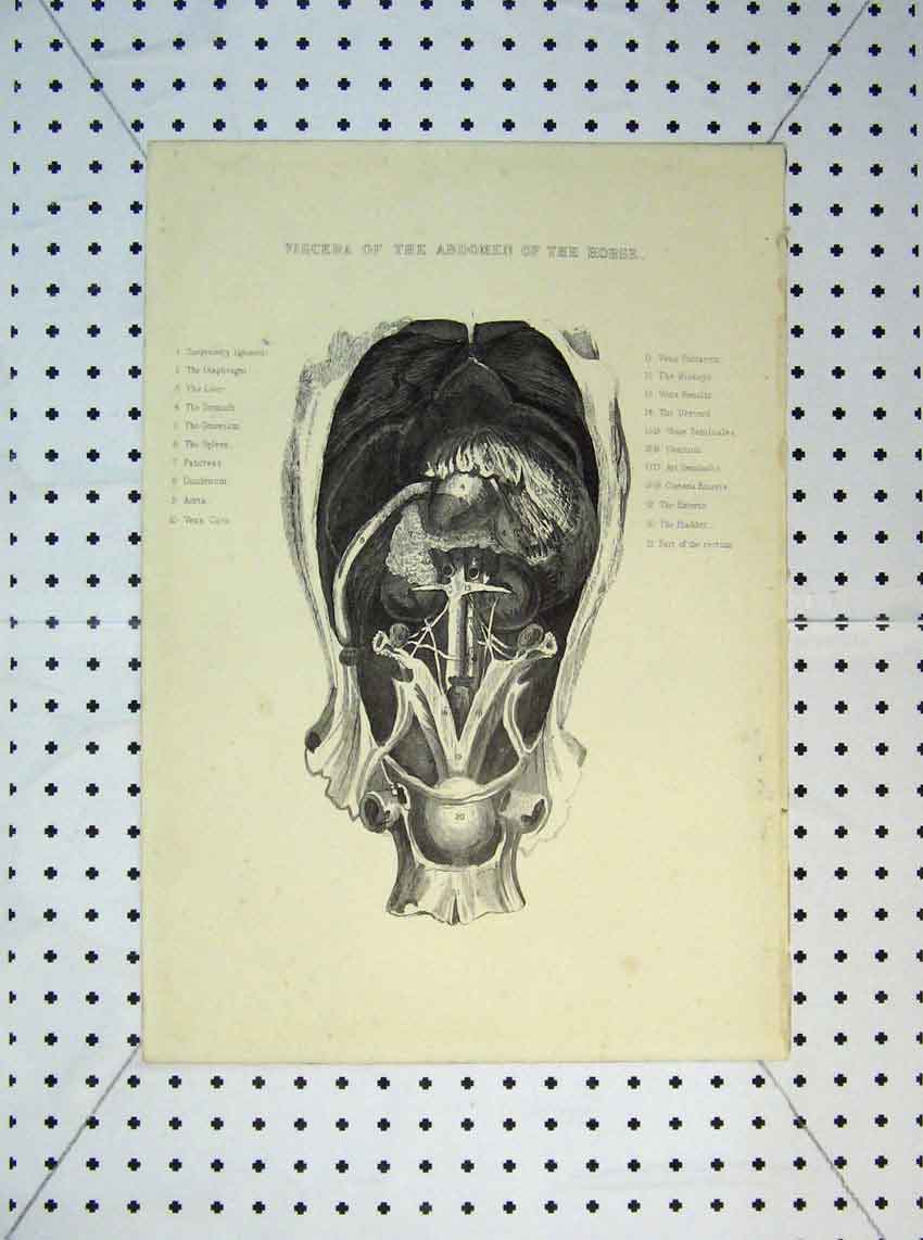 Original Old Antique Print 1816 Viscera Abdomen Horse Kidneys Liver Diaphragm