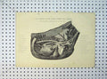 Original Old Antique Print 1816 Organs Horse Thorax Arteries Heart Chest Lungs