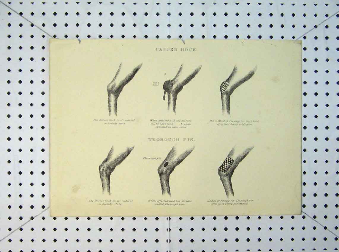 Original Old Antique Print 1816 Horse Capped Hock Disease Medical 19th Century