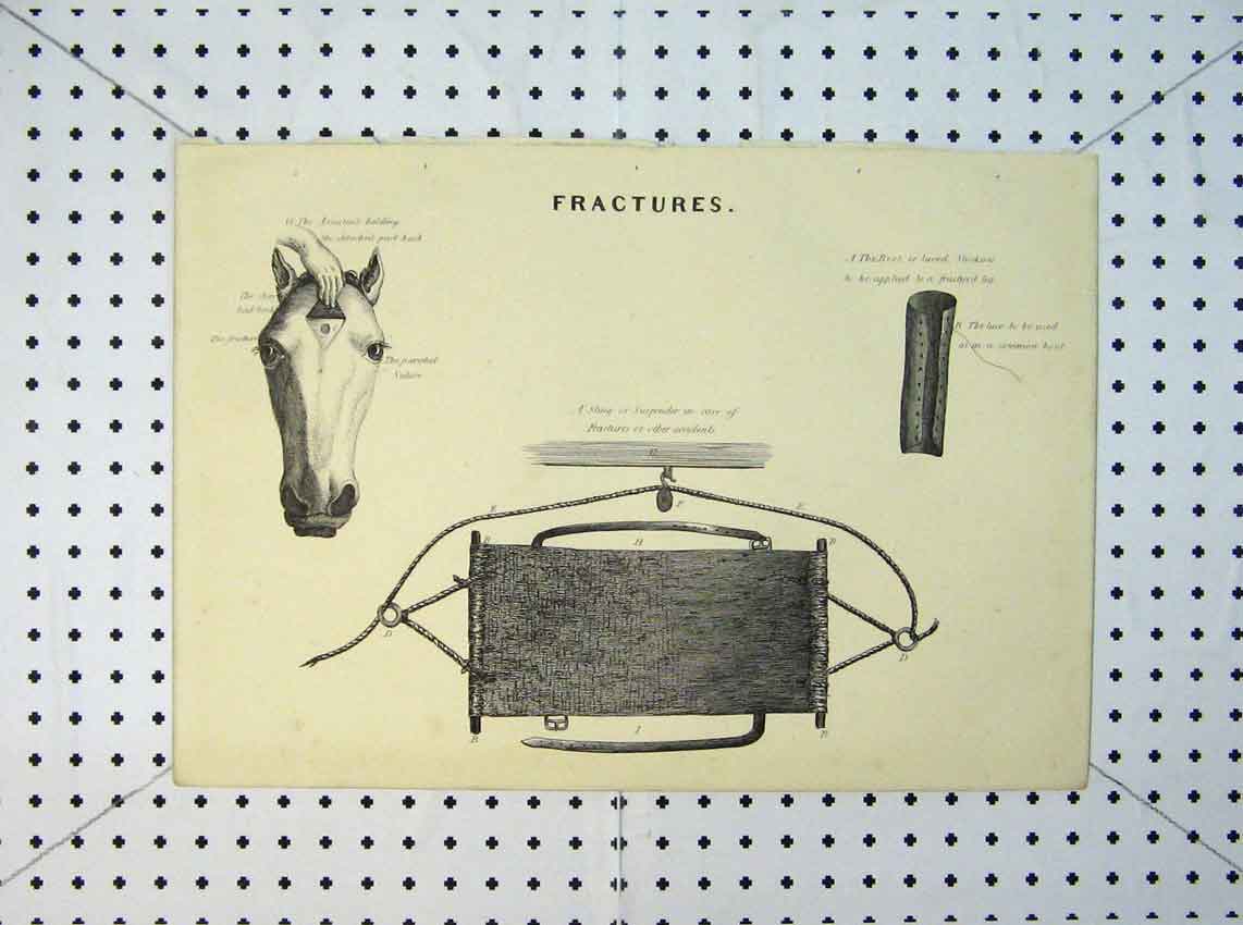 Original Old Antique Print 1816 Horse Fractures Lace Stocking Head Sling 19th