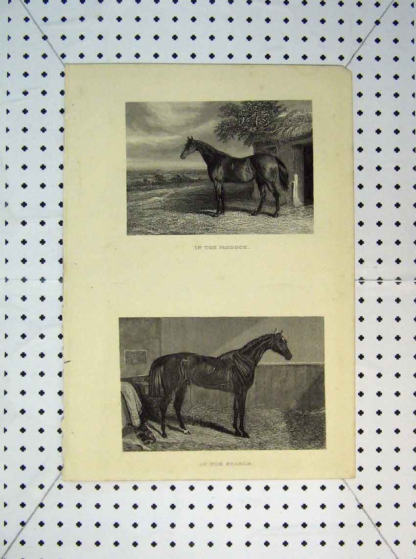 Original Old Antique Print C1865 Horse Paddock Stable Sport Farrier Victorian