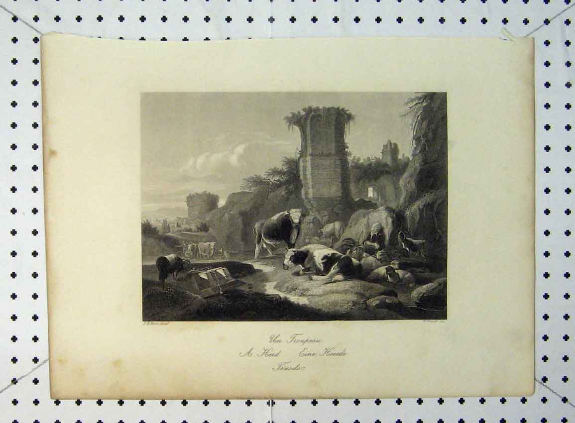 Original Old Antique Print C1865 Herd Cows Sheep Woman Sleeping 19th