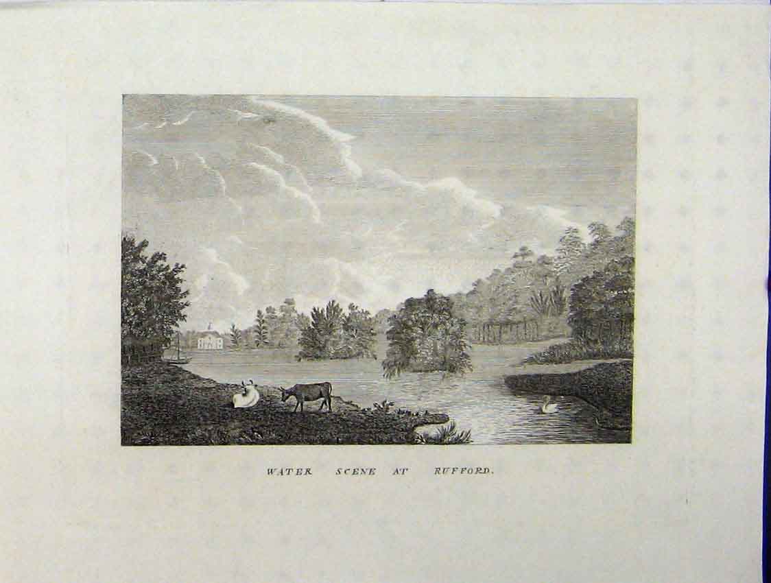 Original Old Antique Print Water Scene Rufford Lake Tress Cows Swan