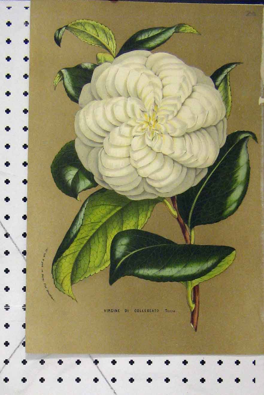 Original Old Antique Print C1853 Horto Van Houtteano Collebeato Flowers Leaves