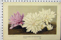 Old Antique Print C1853 Horto Van Houtteano White Pink Flowers Gardening 19th