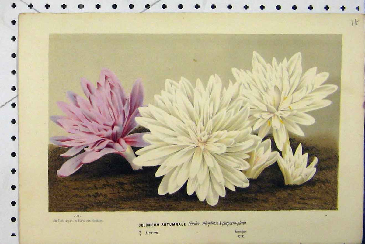 Old Antique Print C1853 Horto Van Houtteano White Pink Flowers Gardening 19th