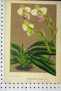 Old Antique Print C1853 Horto Van Houtteano Cypripedium Schlimi Flowers 19th