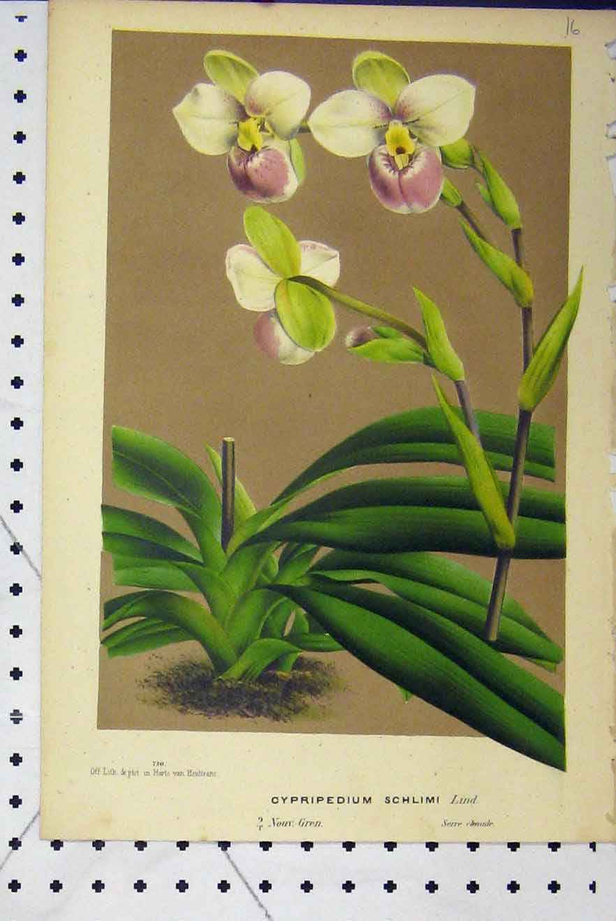 Old Antique Print C1853 Horto Van Houtteano Cypripedium Schlimi Flowers 19th