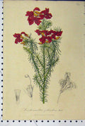 Original Old Antique Print C1853 Horto Van Houtteano Flowers Purple Plants Hook