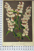 Old Antique Print Deutzia Crenata Pleno C1853 Horto Van Houtteano Flower 19th