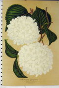 Original Old Antique Print C1853 Viburnum Plicatum Horto Van Houtteano Flower