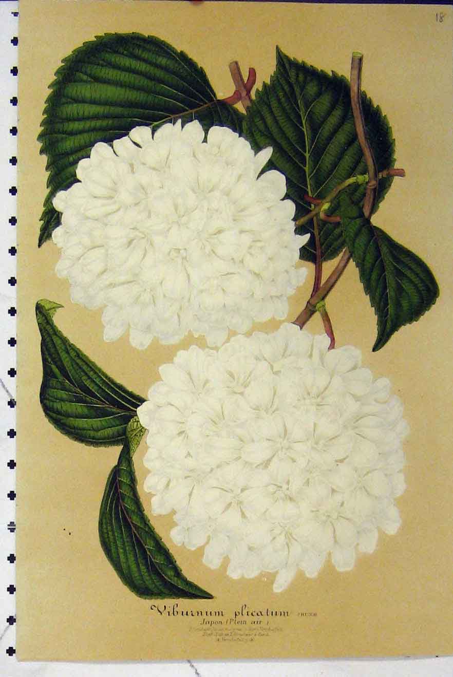 Original Old Antique Print C1853 Viburnum Plicatum Horto Van Houtteano Flower
