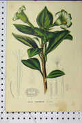 Original Old Antique Print C1853 Horto Van Houtteano Hillia Prasiantha Flowers